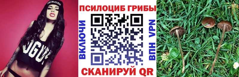 дарнет шоп  Шилка  Галлюциногенные грибы прущие грибы 