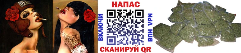 как найти   Шилка  Каннабис индика 